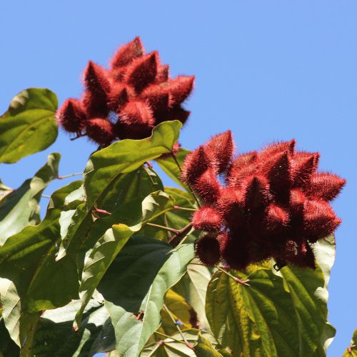 Achiote