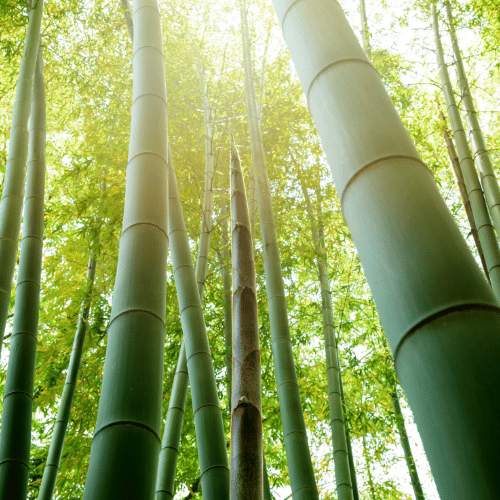 Extrato de Folhas de Bambu (Bambusa arundinacea)