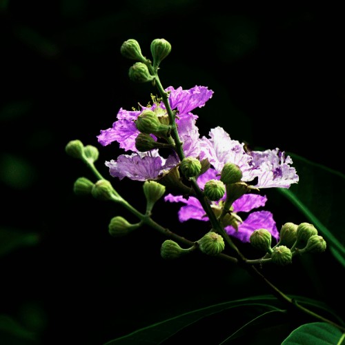Banaba
