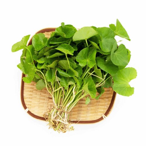 Extrato de Centella Asiática