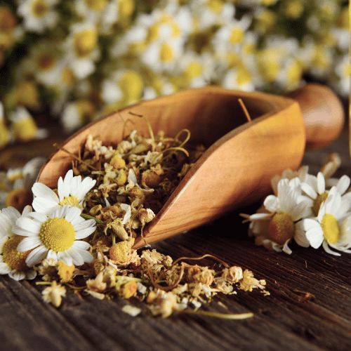 Extrato de Flor de Camomila