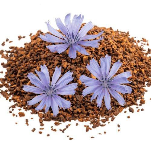 Extrato de Raiz de Chicória (Cichorium intybus L.)