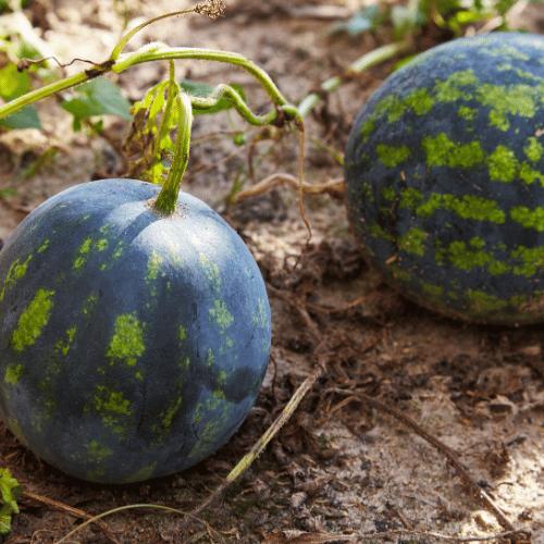 Citrullus Lanatus