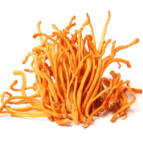 Extrato de Cordyceps
