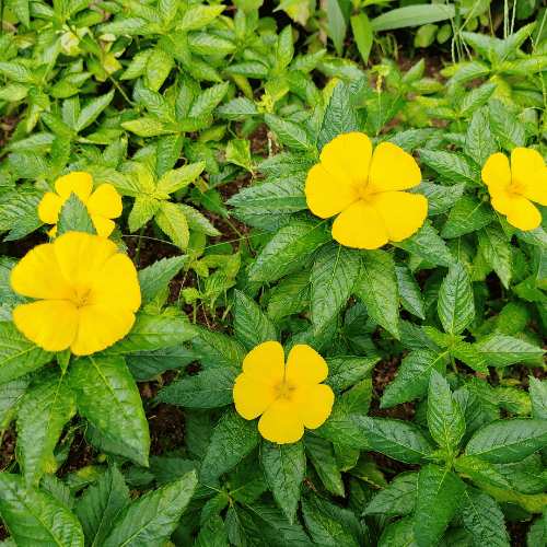 Hoja de Damiana