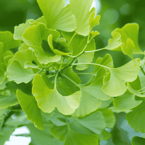 Gingko