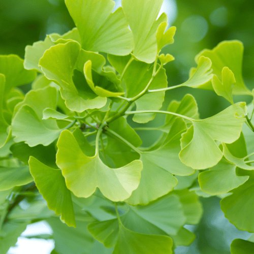 Extracto de Ginkgo Biloba