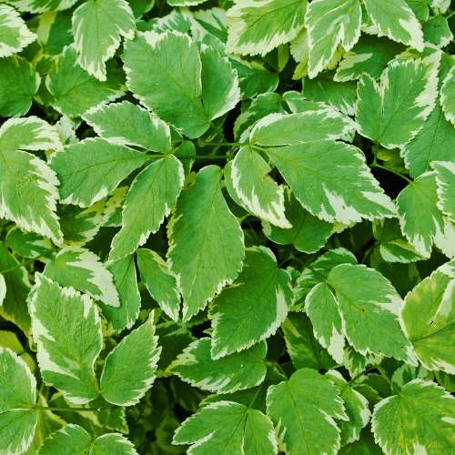 Horny Goat Weed (Epimedium grandiflorum) Extrakt