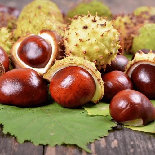 Castanha-da-Índia