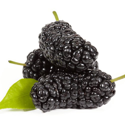 Extrato de Folhas de Amoreira (Morus alba)