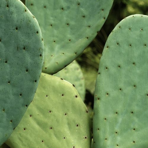 Nopal