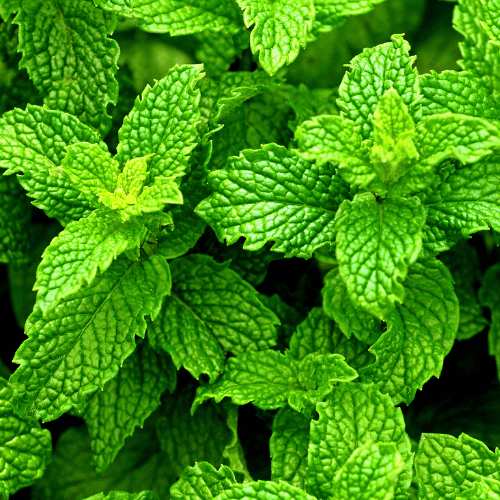 Menta