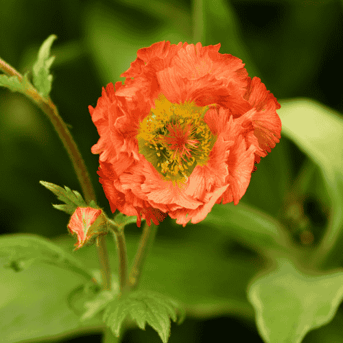 Pygeum Africanum