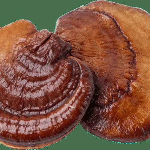 Reishi-Pilz-Extrakt (Ganoderma lucidum)