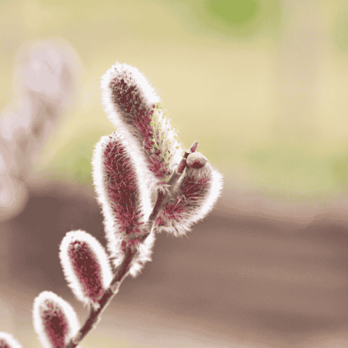 Salix Purple
