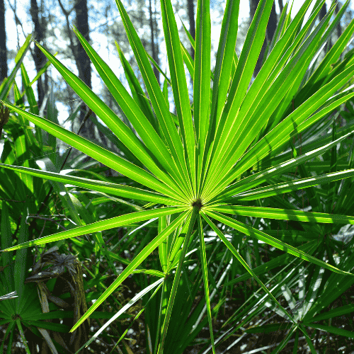Saw Palmetto