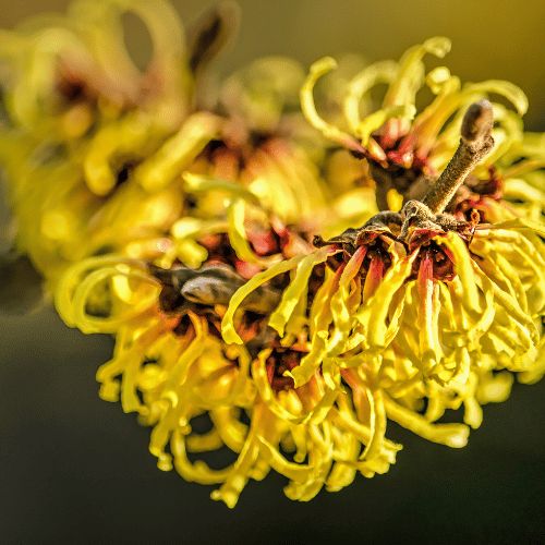 Extracto de Hamamelis